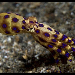 Meet your Posher, Wayne